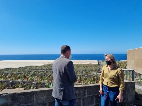 El Gobierno canario abona un anticipo de 1,1 millones a los productores de plátano afectados por el volcán