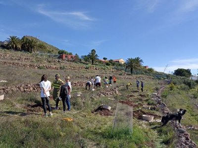 La Gomera: El Cabildo refuerza la plantaci&oacute;n de especies term&oacute;filas en zonas del sur de la isla