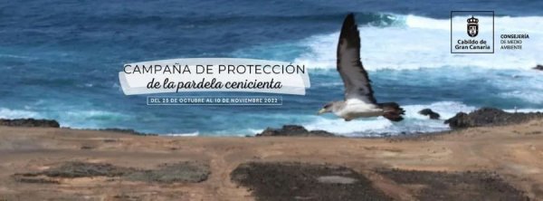 La Aldea: Medio Ambiente invita a la ciudadanía a sumarse a la campaña de protección de la Pardela Cenicienta