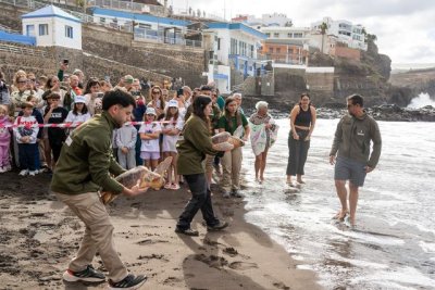 G&aacute;ldar: Tres tortugas Caretta caretta liberadas en la playa de Sardina