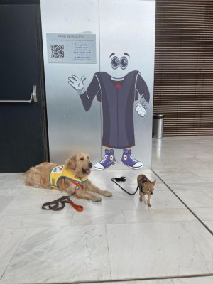 Justicia incorpora tres perros de apoyo a menores al Juzgado de Violencia contra la Infancia de Las Palmas