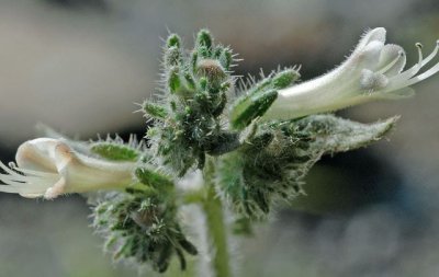 Canarias: un modelo econ&oacute;mico en contra de la biodiversidad