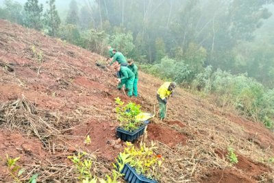 Foresta desarrolla un proyecto de reforestaci&oacute;n para frenar la desertizaci&oacute;n en Gran Canaria