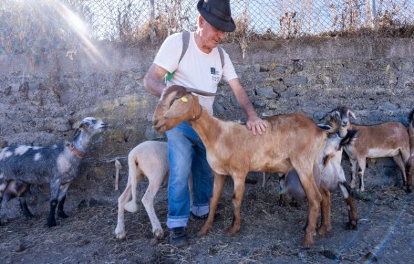 Valleseco: Madrelagua celebra a lo grande su Feria de Ganado