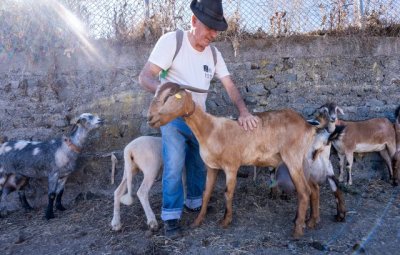 Valleseco: Madrelagua celebra a lo grande su Feria de Ganado