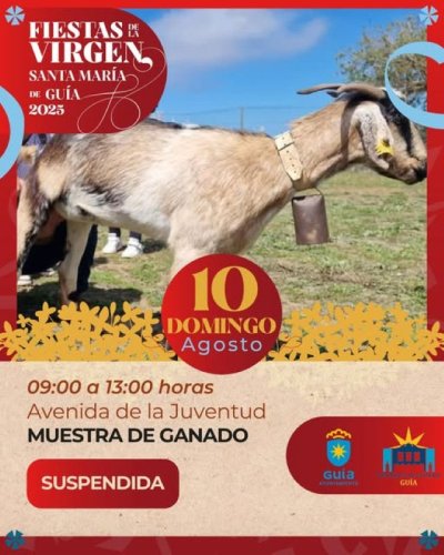    El Ayuntamiento de Guía suspende la muestra de ganado prevista para hoy domingo dentro de las Fiestas de La Virgen 2025