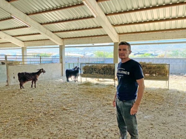 El ICIA analiza la elaboración de forraje a partir de restos agrícolas para la alimentación del ganado caprino