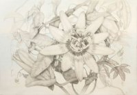 Tenerife: La Real Academia de Bellas Artes ofrece un curso sobre el dibujo bot&aacute;nico