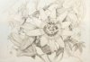 Tenerife: La Real Academia de Bellas Artes ofrece un curso sobre el dibujo bot&aacute;nico