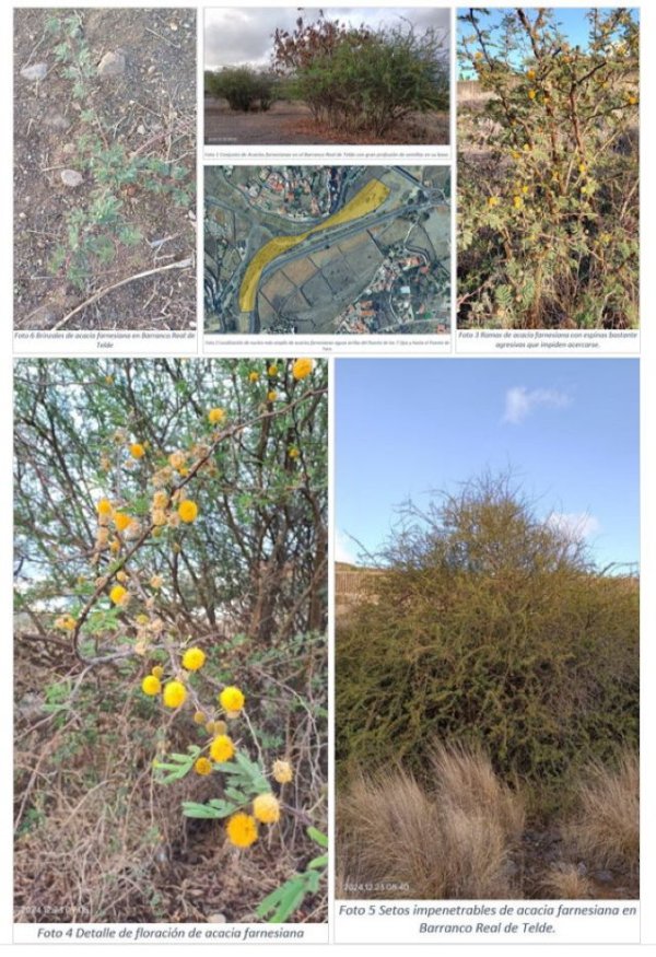 Alerta ecologista por la invasión de planta exótica Acacia farnesiana en el Barranco Real de Telde y necesidad de intervención urgente