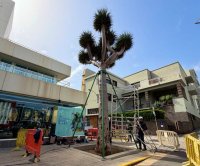 El Cabildo limpia y apuntala el drago de la Casa Palacio en Bravo Murillo para garantizar su estabilidad y conservaci&oacute;n