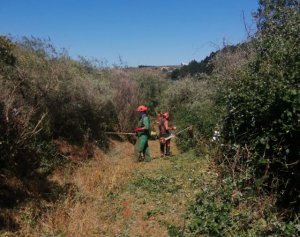 Gáldar: El Ayuntamiento realiza tareas de desbroce y limpieza de caminos rurales en Saucillo y Samarrita