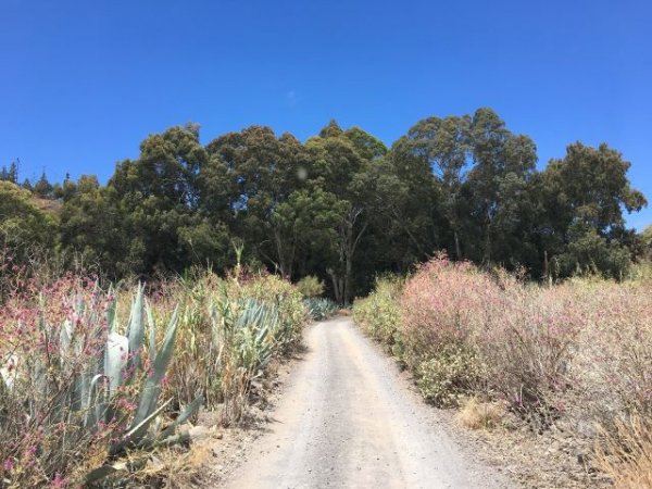 El Cabildo habilita un paseo forestal que recorre la arboleda singular de eucaliptos rojos de Valsequillo