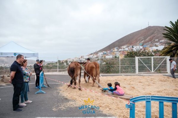 El Mercado de Guía celebró este domingo el Día de Canarias con una gran jornada festiva llena de tradición y música