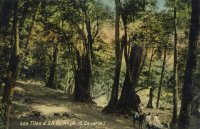 Daniel Montesdeoca recrea una visi&oacute;n po&eacute;tica y pict&oacute;rica de la Selva de Doramas en la Casa-Museo Tom&aacute;s Morales de Moya