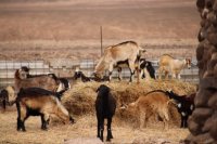 El Gobierno canario convoca ayudas para compatibilizar la producci&oacute;n agr&iacute;cola con el cuidado del medioambiente