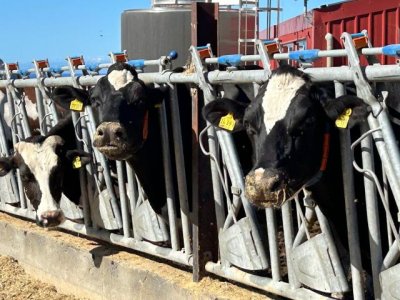 El Gobierno de Canarias convoca ayudas POSEI al sector vacuno por 4,1 millones de euros