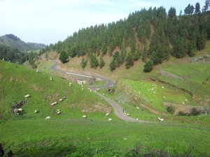 Foresta realiza una jornada de voluntariado en Monte Pavón, en los Altos de Guía de Gran Canaria, el próximo sábado 22 de marzo