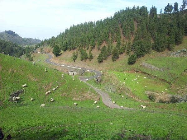 Foresta realiza una jornada de voluntariado en Monte Pavón, en los Altos de Guía de Gran Canaria, el próximo sábado 22 de marzo