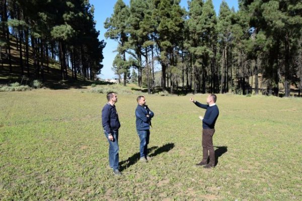 Gáldar proyecta un merendero en el Pinar de La Herradura, en una finca entre Fagagesto y Juncalillo