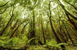 La Gomera: “La aprobación de la transferencia del Parque Nacional al Cabildo abre una nueva etapa en su gestión”