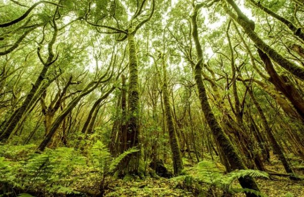 La Gomera: “La aprobación de la transferencia del Parque Nacional al Cabildo abre una nueva etapa en su gestión”