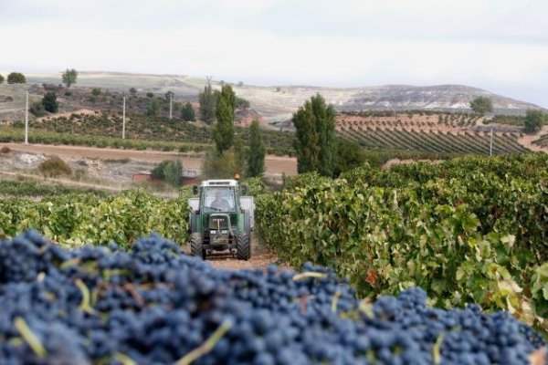 Altos costes y precios bajos hunden la economía de los viticultores españoles