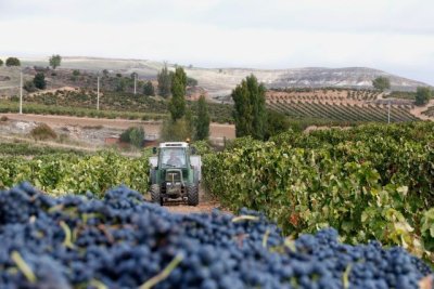 Altos costes y precios bajos hunden la econom&iacute;a de los viticultores espa&ntilde;oles