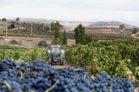 Altos costes y precios bajos hunden la econom&iacute;a de los viticultores espa&ntilde;oles
