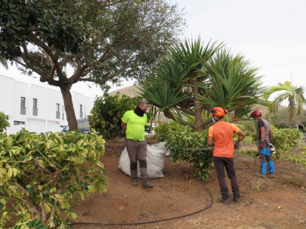 Guía: Avance en los trabajos de poda de las plazas y espacios públicos del municipio