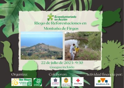 Villa de Firgas: “Ecovoluntariado en Acción” vuelve a la Montaña de Firgas, para regar laurisilva y termófilo