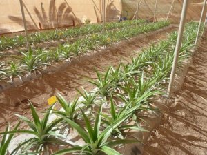 El Gobierno canario invertirá más de 600.000 euros para la recuperación de la piña en El Hierro