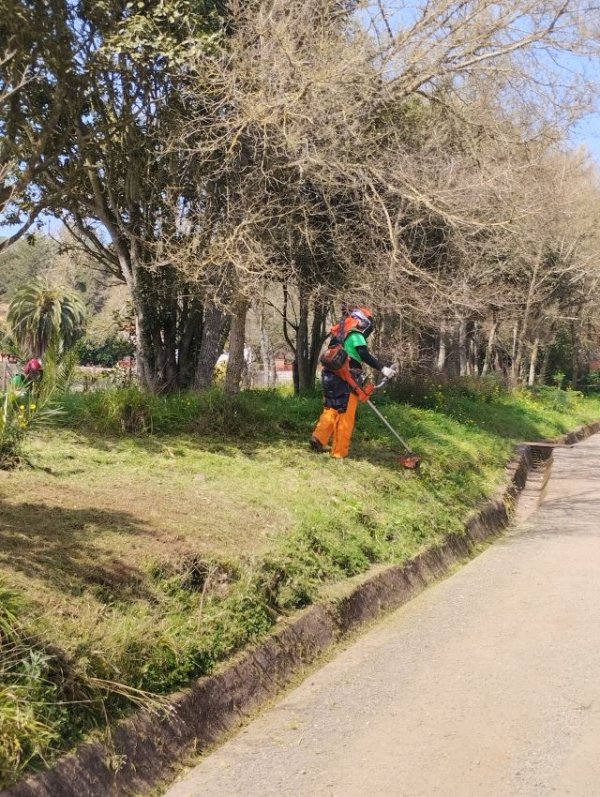 ‘Emplea Verde Gran Canaria’ planta más de 3.500 ejemplares de especies autóctonas en la Isla