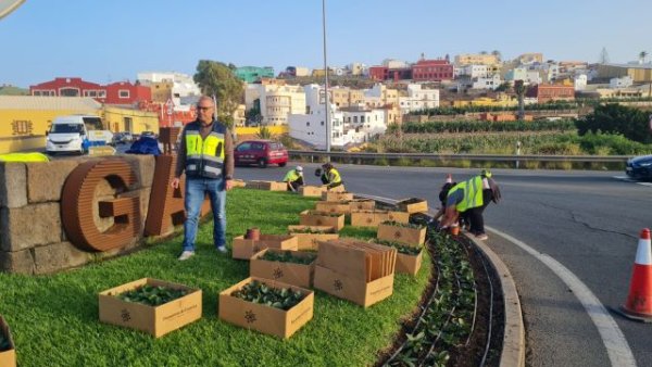 Gáldar: Parques y Jardines embellece las zonas verdes del municipio durante el Carnaval con 4.000 flores y plantas