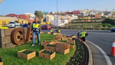 G&aacute;ldar: Parques y Jardines embellece las zonas verdes del municipio durante el Carnaval con 4.000 flores y plantas