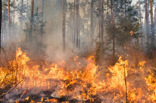 La Consejería de Presidencia especializa a bomberos, brigadas y PC en la extinción de incendios urbanos forestales