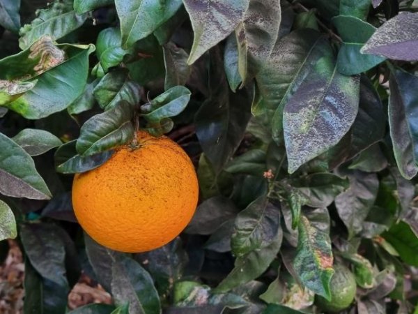 El Gobierno regional concede 2,4 millones para los cultivos diferentes al plátano afectados por el volcán