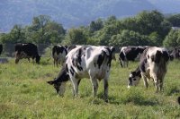 ACODEA avanza en un proyecto de investigaci&oacute;n para reducir la huella ambiental de la producci&oacute;n de leche