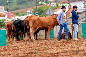El Zumacal recupera el protagonismo ganadero con la segunda prueba de la I Copa Orde&ntilde;ador Valleseco 2026