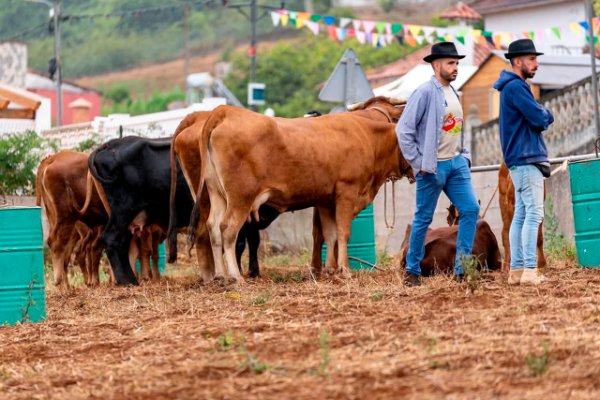 El Zumacal recupera el protagonismo ganadero con la segunda prueba de la I Copa Orde&ntilde;ador Valleseco 2026