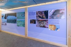 Gáldar: El FotoSub Sardina invita a participar en una actividad dirigida a mayores