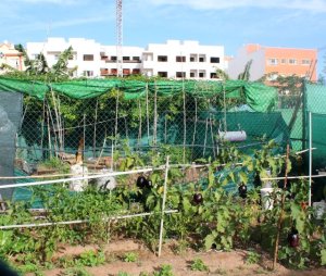 Fuerteventura: Ya se puede solicitar el uso y disfrute de los huertos urbanos de Puerto del Rosario