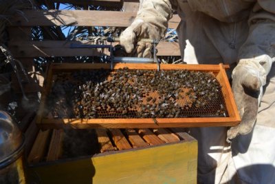 Lanzarote: La Asociaci&oacute;n para el Desarrollo de Acciones Clim&aacute;ticas Integrales celebra el D&iacute;a Mundial de las Abejas