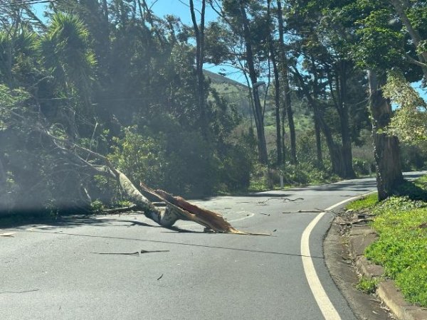 El alcalde de Firgas agradece a todas las personas que trabajaron para minimizar los daños de la alerta por viento