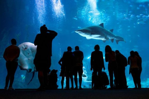 Poema del Mar obtiene el premio Tripadvisor Traveller&#039;s Choice Awards 2025 por cuarto año consecutivo