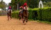 Domingo de Carreras de Caballos en el coraz&oacute;n de Gran Canaria