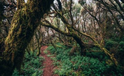 Turismo de Canarias potencia la econom&iacute;a circular, la movilidad sostenible y la reforestaci&oacute;n con Eco&iacute;nsulas