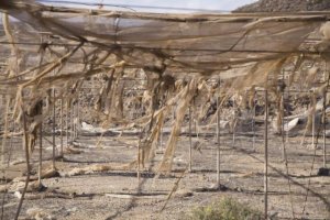 Mancomunidad del Norte de Gran Canaria: Subvenci&oacute;n nominativa para la realizaci&oacute;n de un plan de empleo de adecentamiento y mejora del paisaje rural