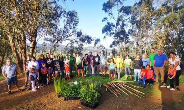 La Montaña de Firgas suma 300 árboles más con motivo de la Huella Ecológica de la Ruta Doramas 2022