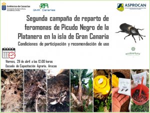 Agricultura inicia la segunda campaña de reparto de feromonas de picudo negro de la platanera